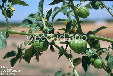 groundcherry, tomatillo